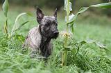 BOUVIER DES ARDENNES 171